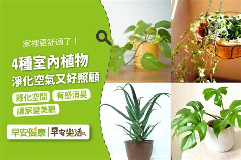 浴室除臭植物|除臭植物推薦：4種室內植物教你清除臭味 